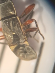 Paromius longulus
