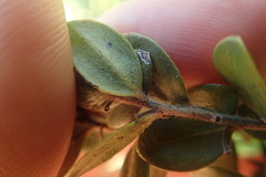 Diospyros glabra