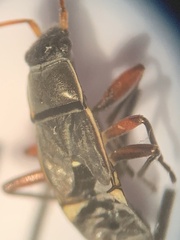 Paromius longulus