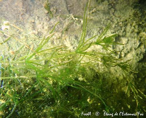 Representative image of Lamprothamnium papulosum