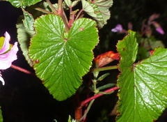 Pelargonium cordifolium