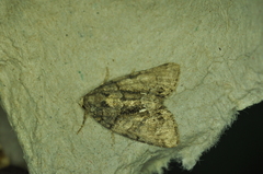 Chytonix palliatricula
