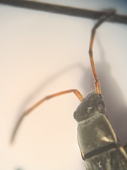 Paromius longulus