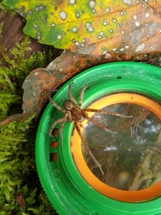 Tegenaria ferruginea