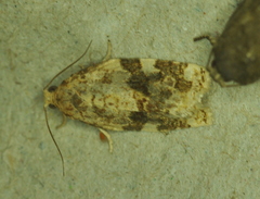 Archips argyrospila