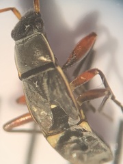 Paromius longulus