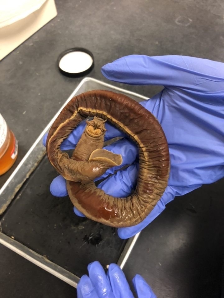 Girard's hagfish