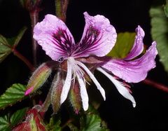 Pelargonium cordifolium
