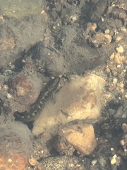 Etheostoma flabellare