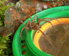 Tegenaria ferruginea