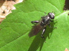Chalcosyrphus piger