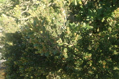 Diospyros glabra