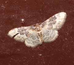 Idaea rusticata