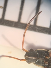 Paromius longulus