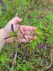 Chamaecrista nictitans