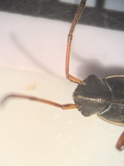 Paromius longulus