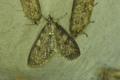 Palpita arsaltealis