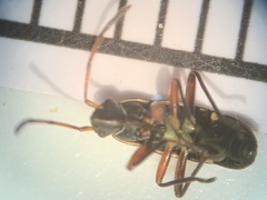 Paromius longulus
