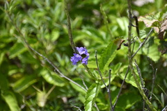 Stachytarpheta jamaicensis