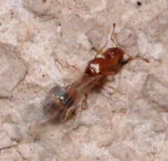 Temnothorax