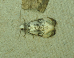 Phalonidia memoranda