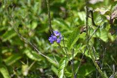 Stachytarpheta jamaicensis