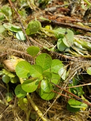 Ludwigia hexapetala