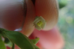 Diospyros glabra