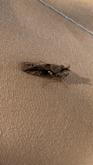 Chrysodeixis