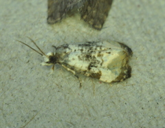 Phalonidia memoranda