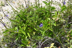 Stachytarpheta jamaicensis