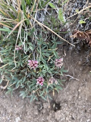 Trifolium dasyphyllum