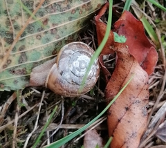 Euomphalia strigella
