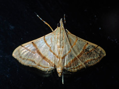 Pagyda salvalis