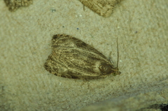 Olethreutes quadrifidum