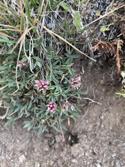 Trifolium dasyphyllum