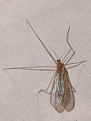 Trichocera annulata