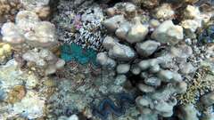 Tridacna maxima
