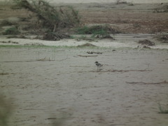 Charadrius dubius
