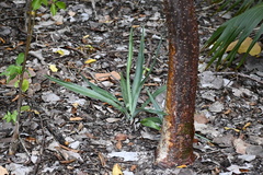 Agave decipiens