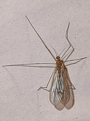 Trichocera annulata