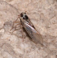 Laodelphax striatella