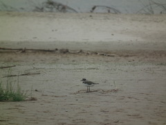 Charadrius dubius