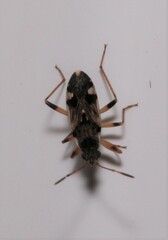 Beosus maritimus