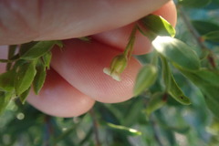 Diospyros glabra