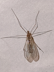 Trichocera annulata