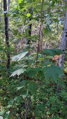 Acer