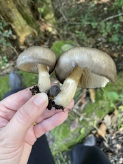 Megacollybia