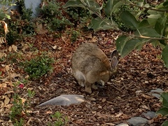 Leporidae