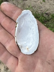 Unionidae